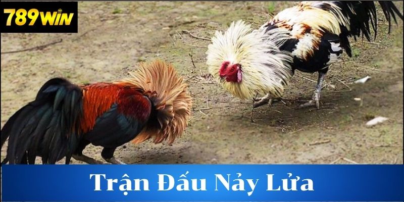 Xu hướng phát triển của đá gà tre hiện nay
