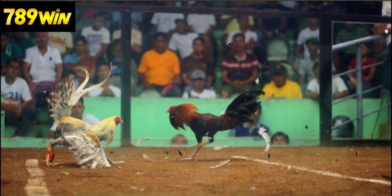 Ưu điểm và hạn chế của đá gà cựa dao